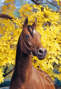Obrazek